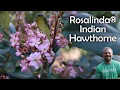 Download Lagu Rosalinda® Indian Hawthorne - Raphiolepis indica