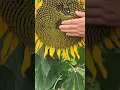 Download Lagu Let's Check On The Sunflower Seed 🌻 #satisfying #short