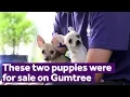 These two puppies were for sale on Gumtree Mayhew