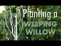 Download Lagu Planting a Weeping Willow