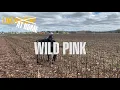 Wild Pink - Full Performance (Live on KEXP at Home)