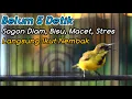 Download Lagu PANCINGAN SOGON TROTOLAN AGAR CEPAT RESPON GACOR‼️CUIT CER CERRR BIKIN TROTOLAN DISITU IKUTAN NEMBAK