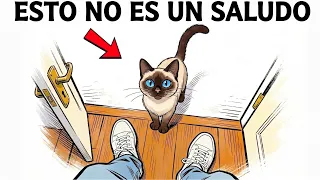 Si tu gato te recibe en la puerta, está intentando decirte esto…