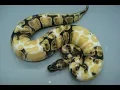 25 COOL PARADOX BALL PYTHONS Extra Cool Ball Python Morphs I ve found for you