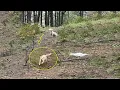 Download Lagu The Moment a Puppy Found His Mother After 8 Months Lost in the Pine Forest Brought Millions to Tears