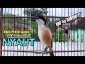 Download Lagu burung cendet gacor BONGKAR ISIAN AMPUH buat PANCINGAN CENDET AGAR BUNYI jadikan BURUNG PENTET GACOR