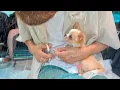 Download Lagu Genieten van een regenachtige dag kamperen in de auto met een onschuldige puppy