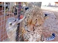 Download Lagu African Cheetah Versus Meerkats | Big Cat Gets Small Animal to Groom Him \u0026 Then Purrs | Loves It