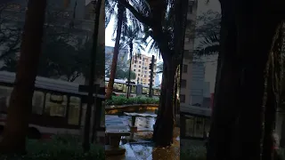 رجعت الشتوية فيروز Shorts 