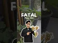 Download Lagu FATAL - Fakta Alkitab Pohon Ara