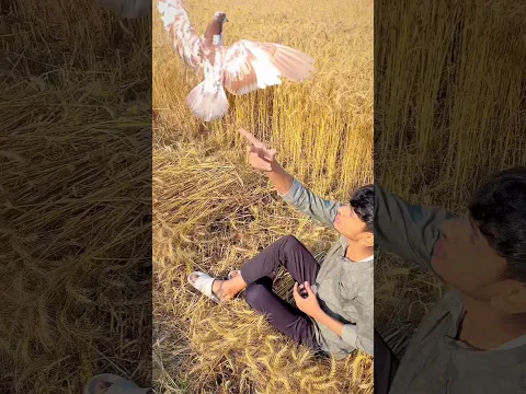 kabutar n  खेत की ki rakhwali ki 😱 #shorts #viral #pigeon #trending #animals #ytshorts