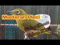 Download Lagu MASTERAN PLECI NEMBAK KENARI MANTENAN WITWIT TULIT TULIT -  SUARA LEBIH JERNIH