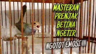 masteran prenjak tamu betina gacor dor ngetir panjang suara jernih kicautembak