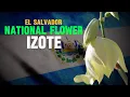 What is the national flower of El Salvador Interesting Facts