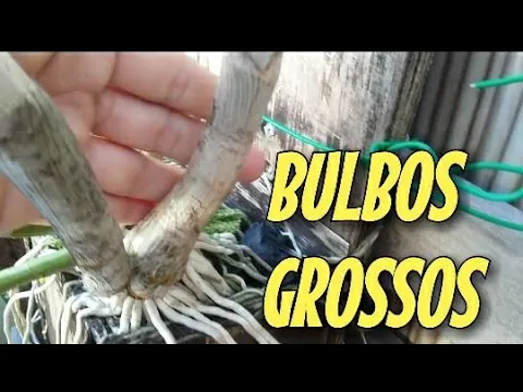 VEJA O QUE EU FAÇO PARA ENGROSSAR OS BULBOS/ RIZOMAS DE MINHAS ORQUÍDEAS..!!