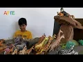 Download Lagu THE LION KING 2019 - Pride Rock Scene with more than 100 Animal Toys