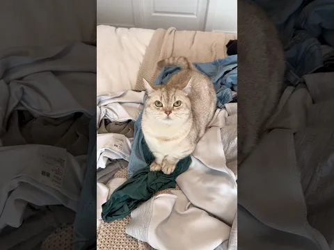 Cat logic 🤷🏻‍♂️ #cats #catsofyoutube #funnycats #catshorts