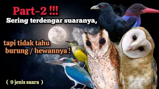 part 2 often hear the sound but dont know the bird animal 