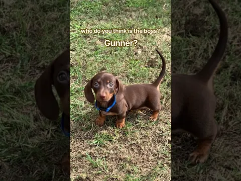 who do you think it is? #minidachshund #puppy #puppies #cutepuppy #cutepets #funnydogs #cutedog #dog