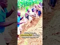 Lagu Kekompakan Tingkat Dewa! Petani Afrika Cangkul Ladang Bareng #PetaniAfrika #GotongRoyong #Kekompakan