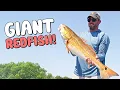 Catching HUGE REDFISH in Tampa Bay