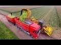 Picking Organic Sweet Corn |  Oxbo 2475 corn picker  | suiker mais plukken