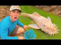 Netting RARE Aquarium Fish in a Tiny Creek