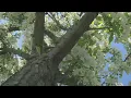 Mild winter leading to worse seasonal allergies