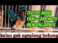 Download Lagu kretekan trotol murai batu memancing EMOSI 99% efektif , 3 detik dijamin NGEPLONG