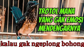 Download kretekan trotol murai batu memancing EMOSI 99% efektif , 3 detik dijamin NGEPLONG MP3