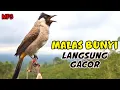Download Lagu Suara Burung Kutilang Betina Memanggil Jantan