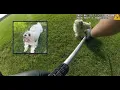Officer accused of executing blind and deaf Shih Tzu dog at point-blank range