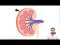 Kidney Anatomy and Physiology in Hindi | Kidney Structure and Function | Nursing | Pharmacy | MLT