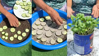 Como podemos tener muchas mas plantas de pepinos en casa usando este metodo casero