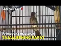 Download Lagu Pedas gila‼️tembakan cucak rawis tajam bening tiada tanding‼️