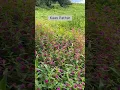 Download Lagu Kaas Pathar Satara 2023 😍 | Kaas Plateau Vlog | check full vlog on channel 📍😊