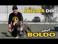 the TRUTH about PITBULLS in SHELTERS - Adopt BOLDO