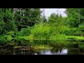 Frogs and Birds for Meditation and Relaxation - 3 Hours
