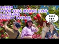 Download Lagu PANEN PLUM CERI MERAH LIAR DI SPANYOL LANGUNG DIBUAT ASINAN #indonesia #spanyol #manado #panen