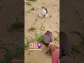 Download Lagu Kabuter/ki/videos😍❤️🥚#kabootar #pigeon #fancypigeon #fancypigeon #bird #whitepigeon #pigeonlove #
