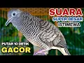 Download Lagu Perkutut Lokal Gacor Suara Kung Besar Pancingan Burung Perkutut Agar Bunyi.