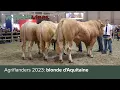 Download Lagu Agriflanders 2023: blonde d'Aquitaine