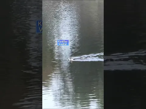 Safkan kırsal bölge kedisi ❤️🔺️❤️ Kırsal alanda yaşayan kedi suyun ötekine tarafına yüzerek geçiyor