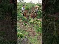 Lagu Viral panen Kopi Lampung barat 😡😱😱
