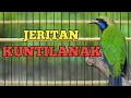 Download Lagu JERITAN KUNTILANAK ❗❗ MASTERAN CUCAK CUNGKO ISIAN KUNTILANAK