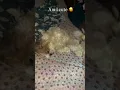 Download Lagu Am i cute?🥰 #anaghaputhoor #pets #subscribe #petshub #dogowner #trending
