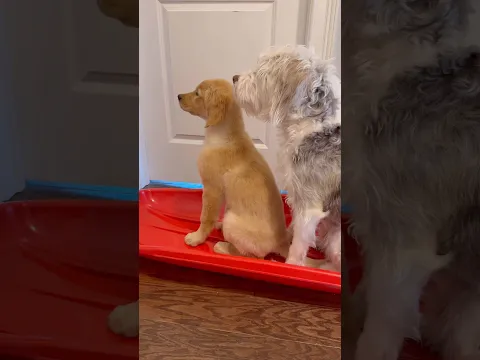 Teddy pulled the wildest shenanigans on his baby sister!