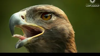 شاهد الصقر كيف يرمش بالعرض البطيء دندنها