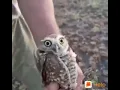 Download Lagu Otrai kannala unnai parthenadi 🦉 owl version