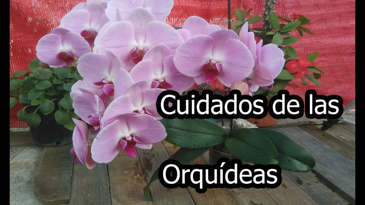 CUIDADOS DE LAS ORQUÍDEAS //ORQUÍDEAS PHALAENOPSIS